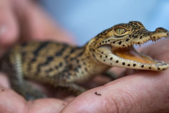 Zootier des Jahres: Mit der Auszeichnung verbunden ist eine Spendensammlung, die an Projekte zum Erhalt der Kuba-, Siam- und Philippinenkrokodile gehen soll.