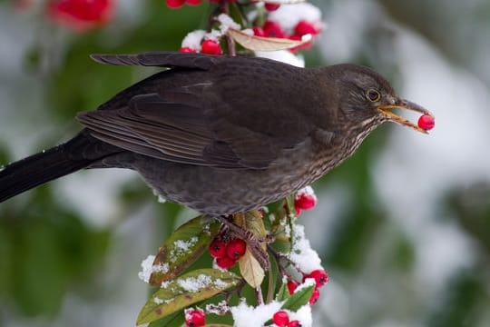 Beerensträucher im Garten sind eine gute Ergänzung für den Nahrungsplan der Vögel im Winter.