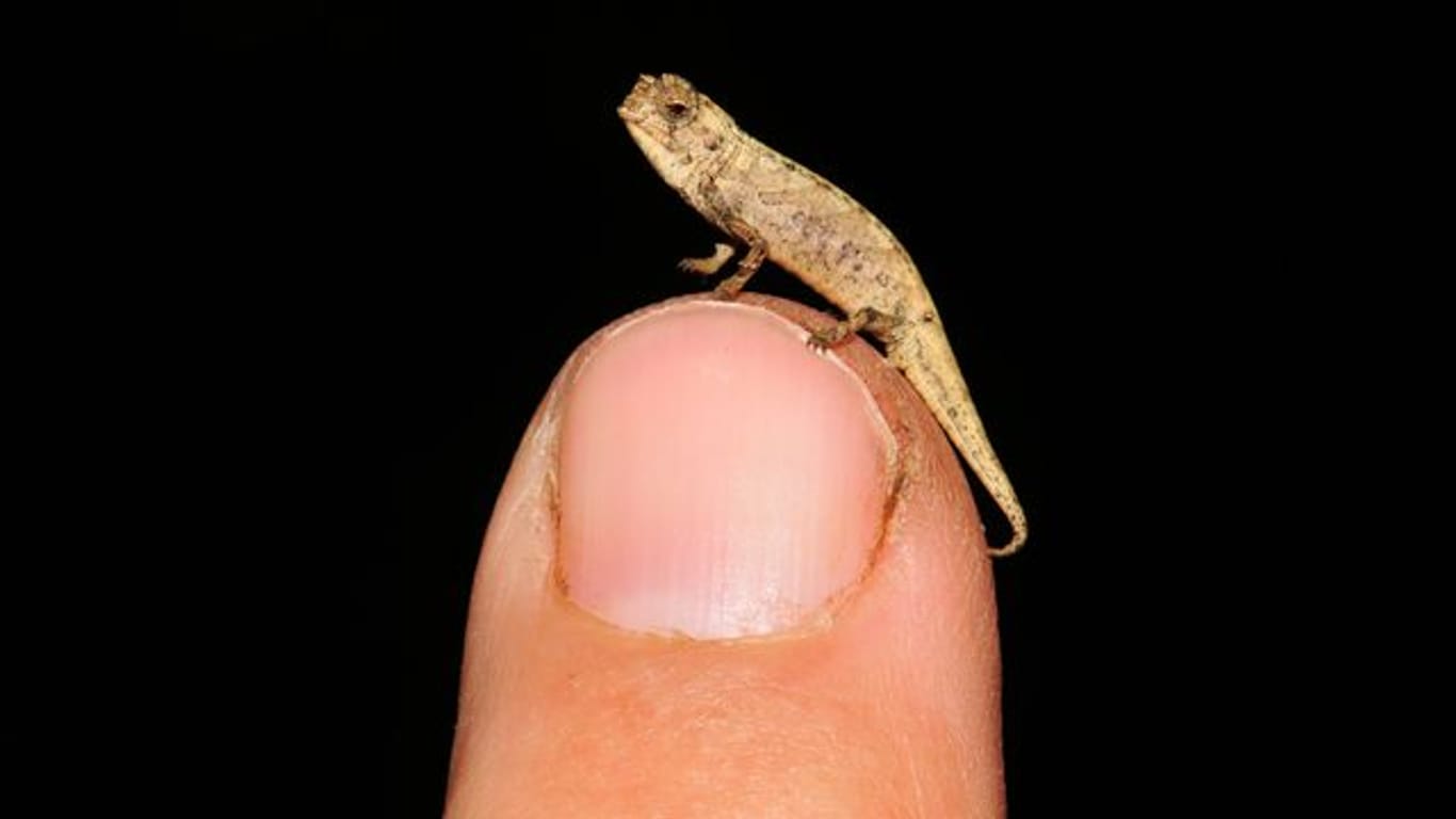 Ein internationales Forscherteam hat auf Madagaskar die neue, winzig kleine Chamäleonart Brookesia nana entdeckt.