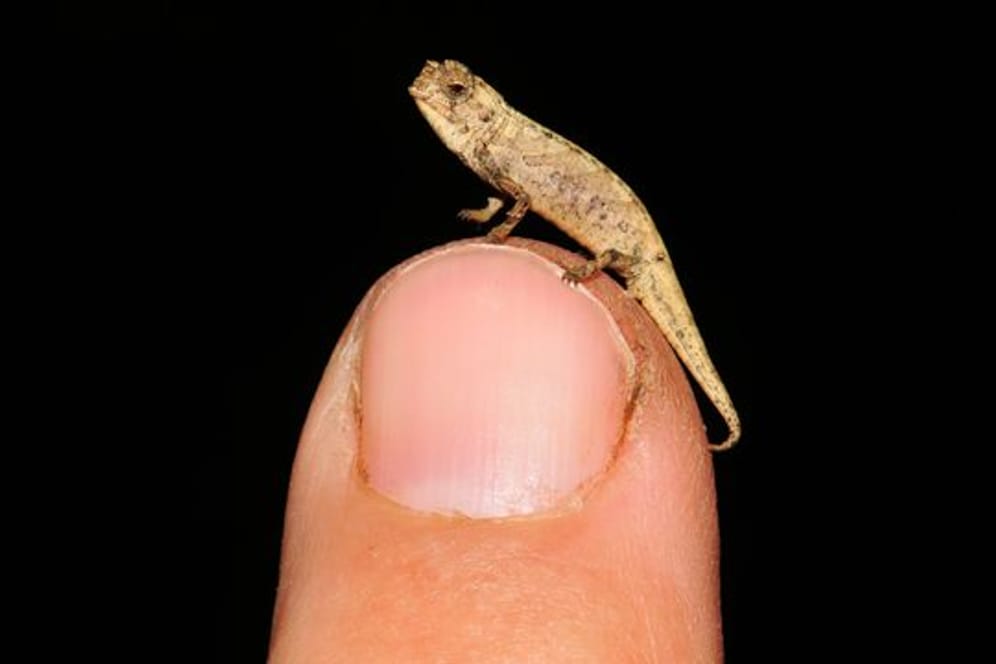 Ein internationales Forscherteam hat auf Madagaskar die neue, winzig kleine Chamäleonart Brookesia nana entdeckt.