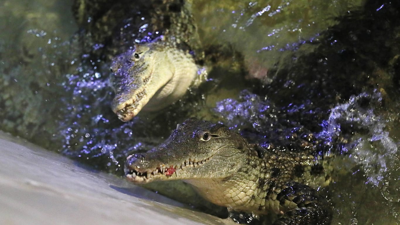 Kaimane in einem Becken (Symbolfoto): Die Tiere seien an Land geflohen, um sich "auszuruhen", so die Feuerwehr.