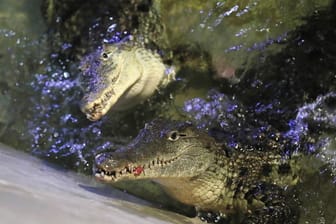 Kaimane in einem Becken (Symbolfoto): Die Tiere seien an Land geflohen, um sich "auszuruhen", so die Feuerwehr.