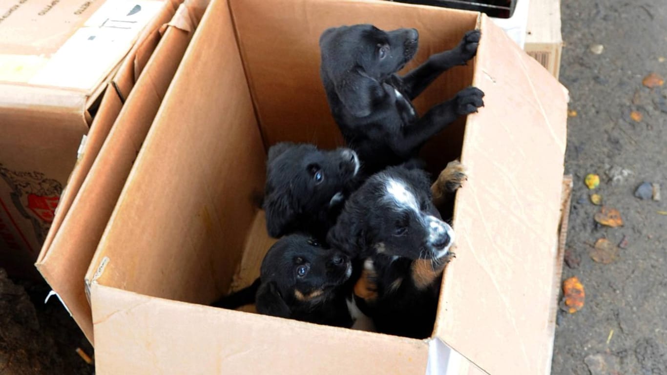 Hundewelpen in einem Pappkarton: In der Einsamkeit der Corona-Krise denken viele Menschen über die Anschaffung eines Haustiers nach.