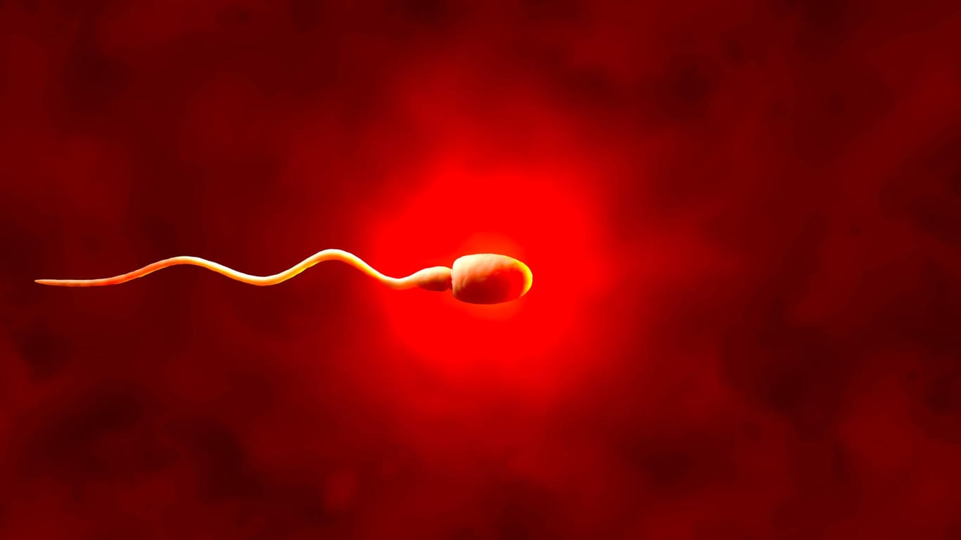 Spermium: Covid-19 wirkt sich offenbar negativ auf die Spermabildung aus.