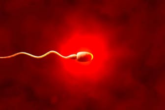 Spermium: Covid-19 wirkt sich offenbar negativ auf die Spermabildung aus.