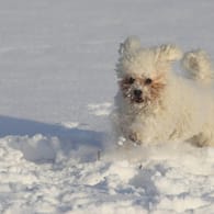 Hund im Schnee: Es ist wichtig, dass das Tier auf Kommandos reagiert.