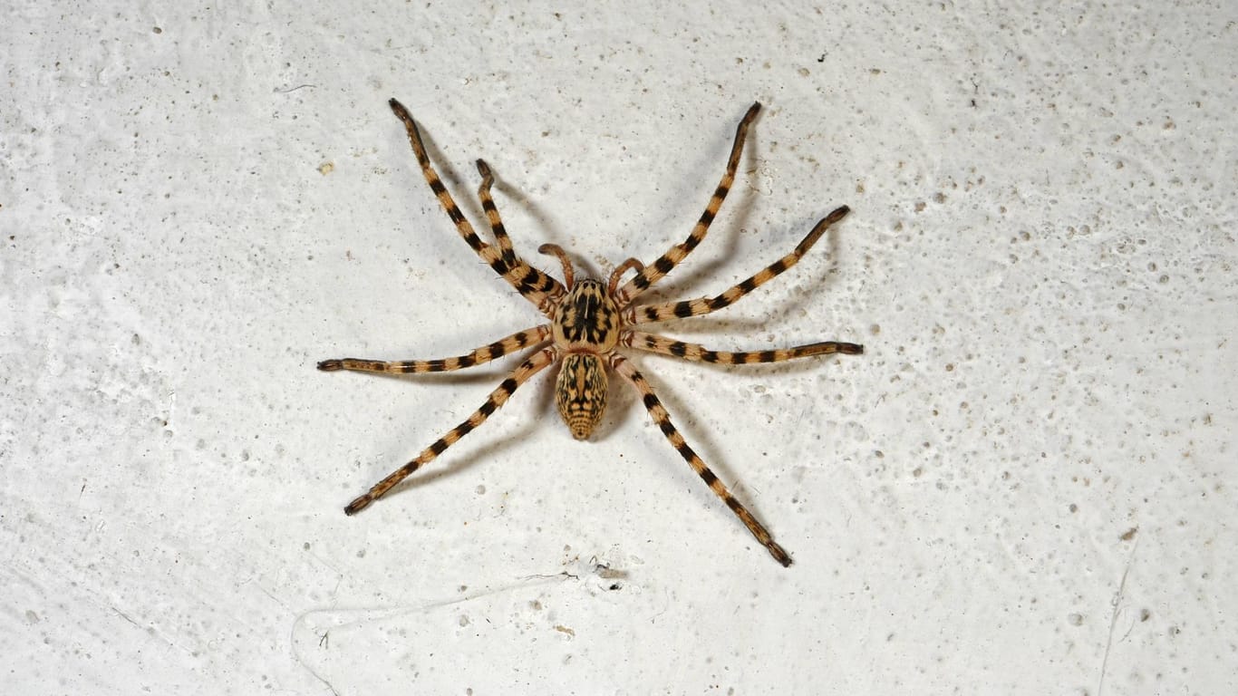Huntsman-Spinne: Mehrere Dutzend der Spinnen hat die Australierin in dem Kinderzimmer entdeckt (Symbolbild).