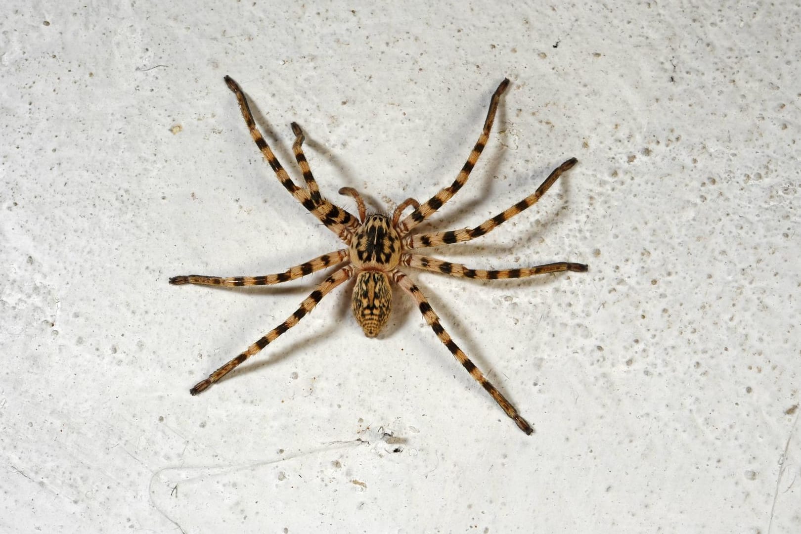 Huntsman-Spinne: Mehrere Dutzend der Spinnen hat die Australierin in dem Kinderzimmer entdeckt (Symbolbild).