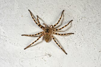 Huntsman-Spinne: Mehrere Dutzend der Spinnen hat die Australierin in dem Kinderzimmer entdeckt (Symbolbild).