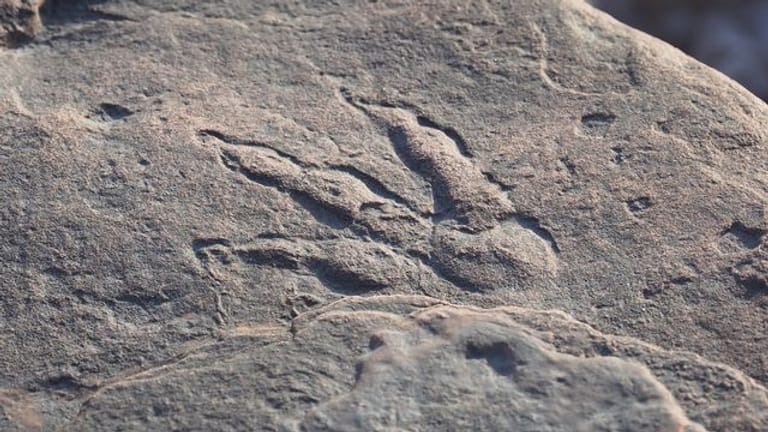 Dieses von Amgueddfa Caerdydd auf Twitter veröffentlichte Foto zeigt den Abdruck des Dinosauriers.
