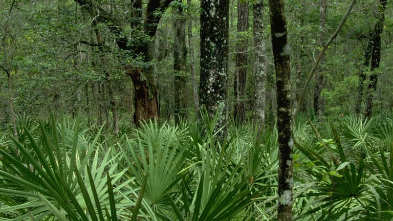 Sumpf-Kiefer in Georgia (Archivbild): Die bedrohte Pflanze ist eine von mehr als 350 Wildtier- und Pflanzenarten nahe des Altamaha-Flussbetts.
