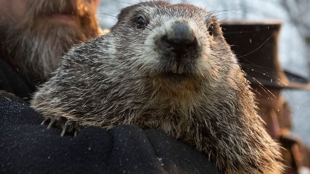 Das Murmeltier 2020 in Punxsutawney.