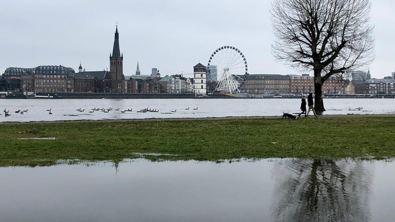 Der Rhein führt Hochwasser auf Höhe von Düsseldorf-Oberkassel: Auch die NRW-Landeshauptstadt stellt der steigende Rheinpegel vor Herausforderungen.