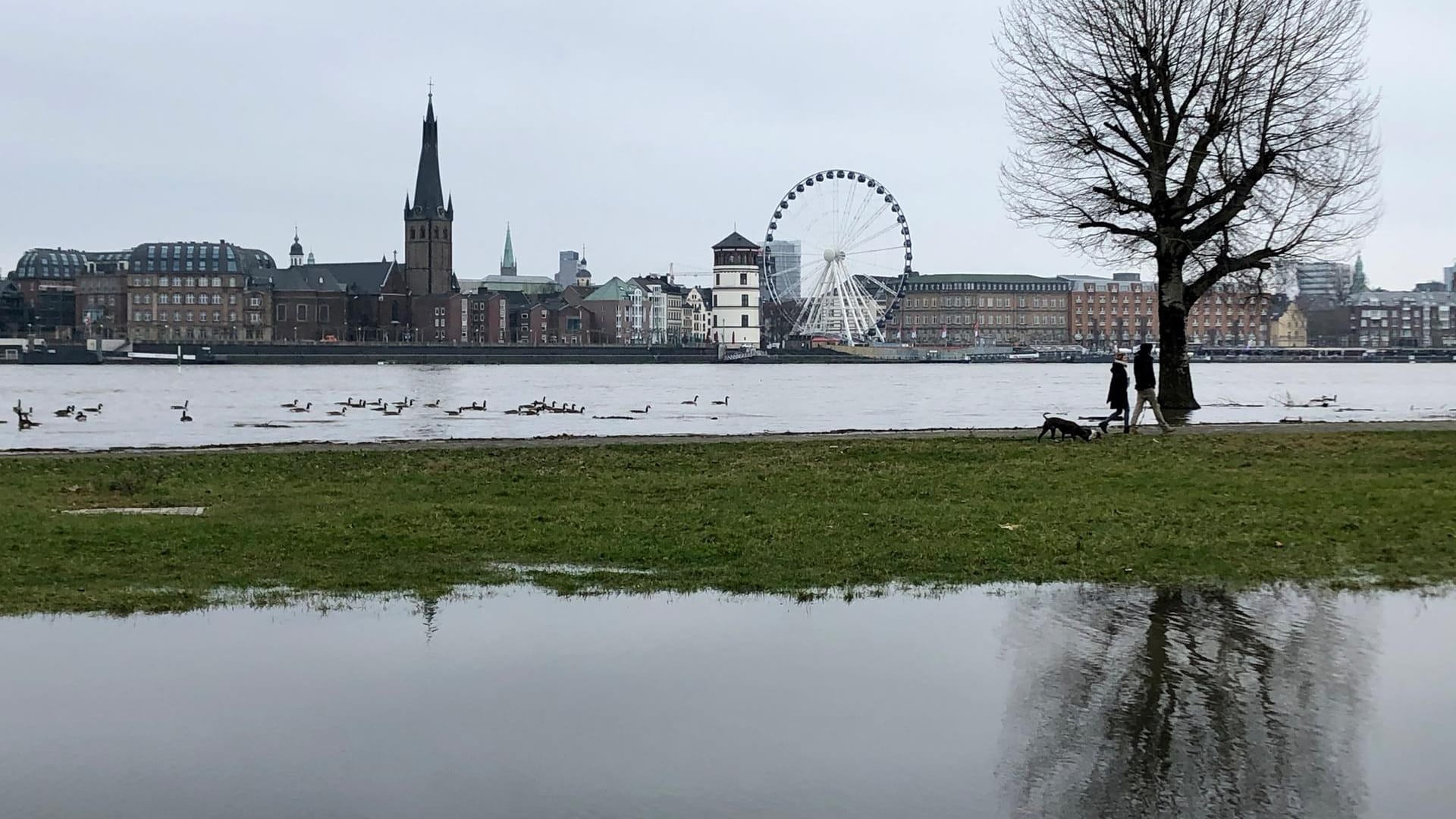 Der Rhein führt Hochwasser auf Höhe von Düsseldorf-Oberkassel: Auch die NRW-Landeshauptstadt stellt der steigende Rheinpegel vor Herausforderungen. Der Rhein führt Hochwasser auf Höhe von Düsseldorf-Oberkassel: Auch die NRW-Landeshauptstadt stellt der steigende Rheinpegel vor Herausforderungen.