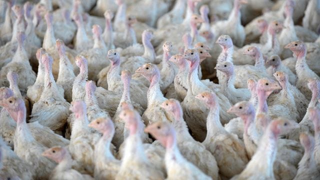 Weiterer Fall von Geflügelpest bei Nutztieren