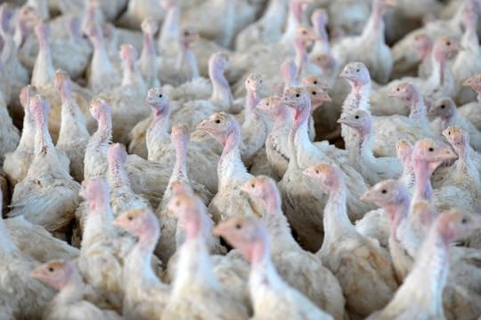 Weiterer Fall von Geflügelpest bei Nutztieren