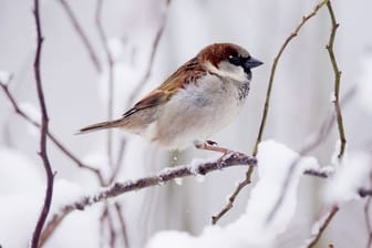 Ein Haussperling sitzt auf einem verschneiten Busch.