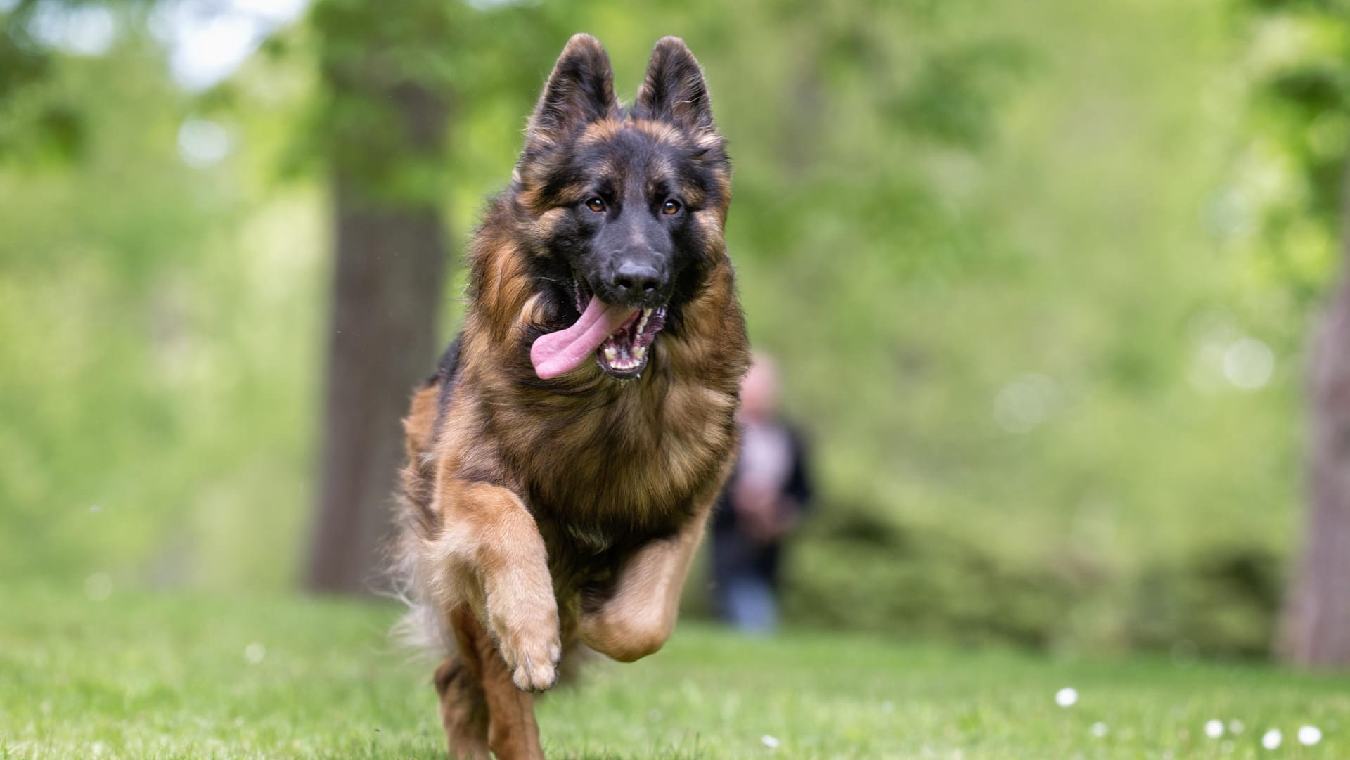 Frei laufender Hund: Wer seinen Hund ohne Leine laufen lässt, muss sicher sein, dass er aufs Wort gehorcht.