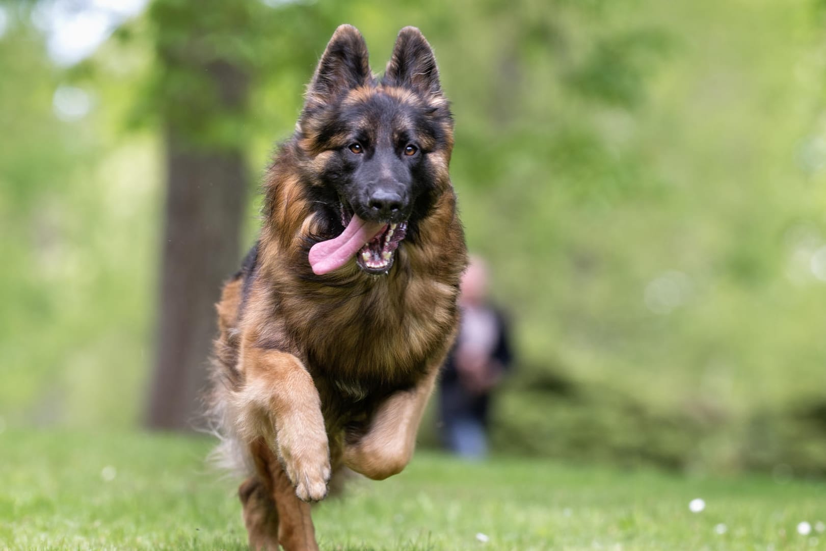 Frei laufender Hund: Wer seinen Hund ohne Leine laufen lässt, muss sicher sein, dass er aufs Wort gehorcht.