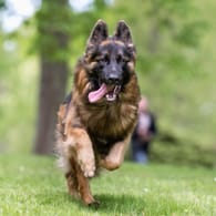 Frei laufender Hund: Wer seinen Hund ohne Leine laufen lässt, muss sicher sein, dass er aufs Wort gehorcht.