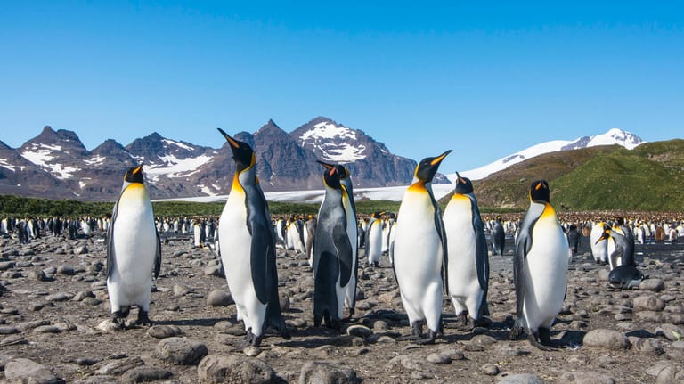 Königspinguine auf Südgeorgien: Für die Pinguin-Population hätte der Eisberg zum Problem werden können (Archivbild).