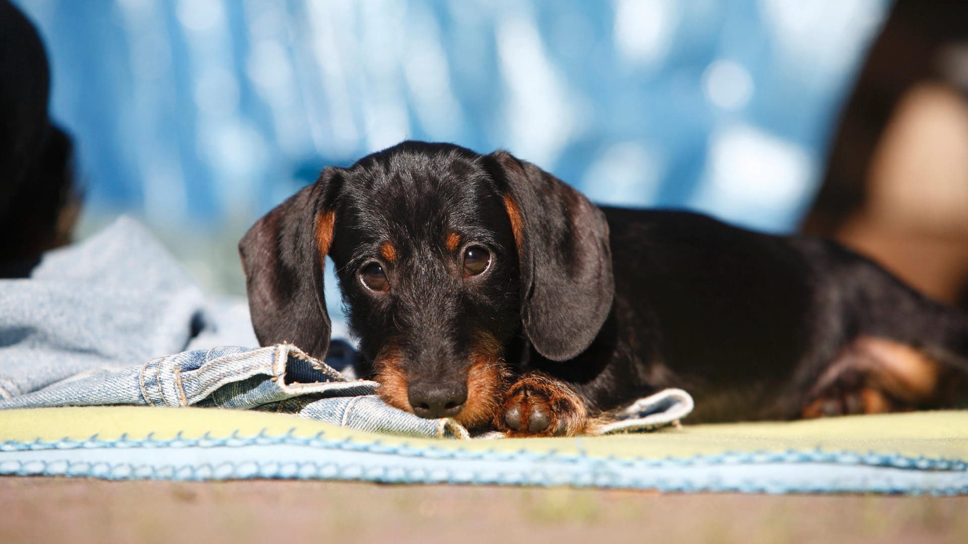 Ein Rauhhaardackel-Welpe (Symbolbild): Das Dortmunder Tierheim hat in 2020 insgesamt 665 Tiere aufgenommen.