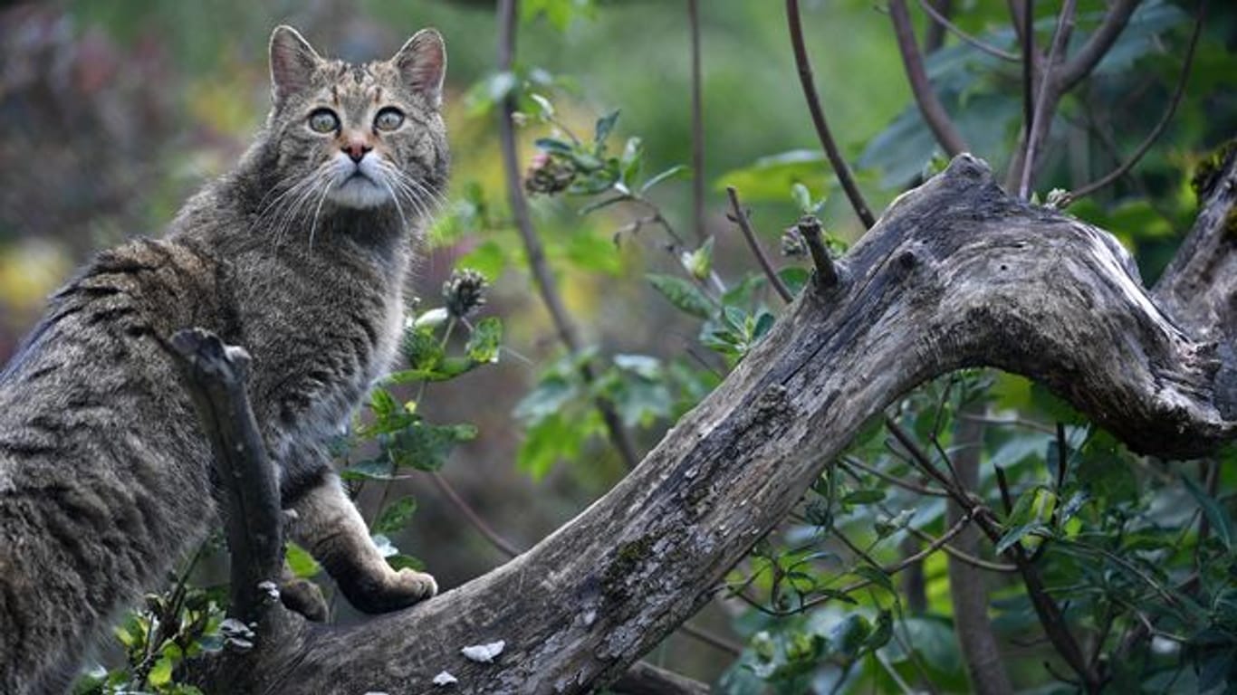 Eine Wildkatze klettert (Archivbild): Die fast ausgestorbene Katze wurde in der Lüneburger Heide nachgewiesen.