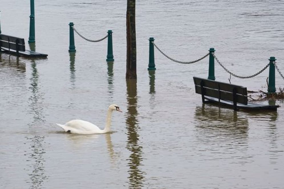 Hochwasser am Rhein steigt weiter