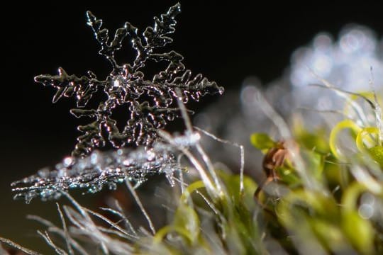 In der Regel kommen die Pflanzen im Garten mit Frost klar.