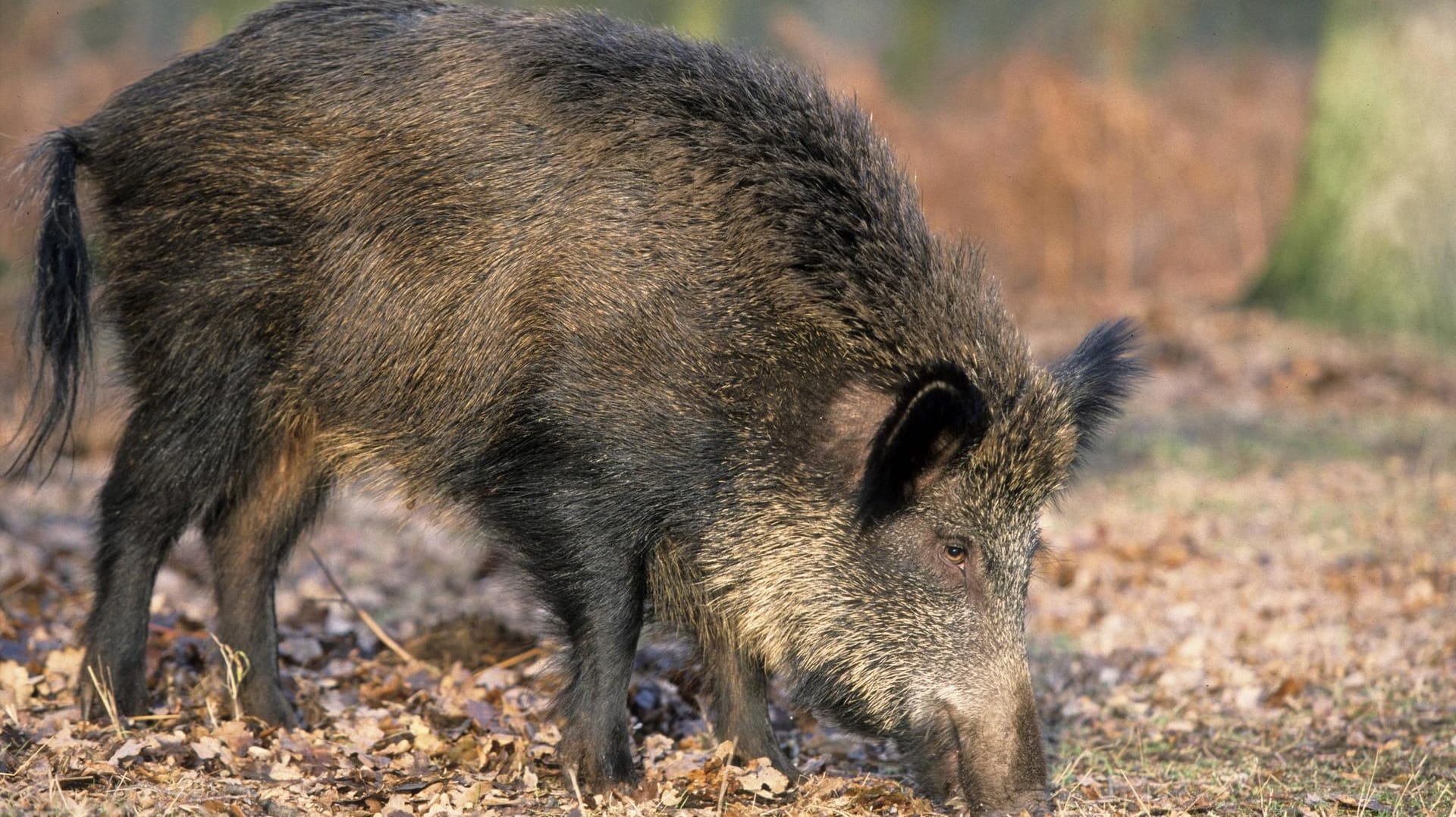 Ein Wildschwein hat in Heilbronn einen Polizei-Einsatz verursacht (Archivbild).