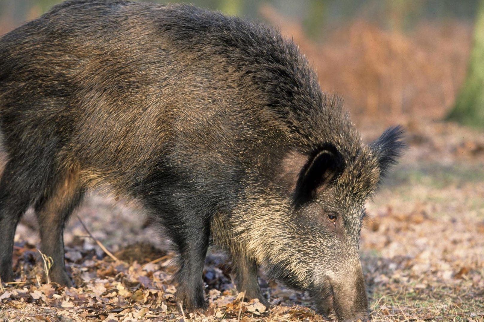 Ein Wildschwein hat in Heilbronn einen Polizei-Einsatz verursacht (Archivbild).