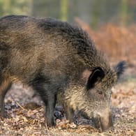 Ein Wildschwein hat in Heilbronn einen Polizei-Einsatz verursacht (Archivbild).