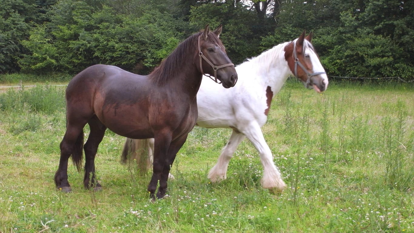 Zwei Pferde stehen auf der Weide (Symbolbild): Drei Tiere sind in Niedersachsen von einem Güterzug erfasst worden.