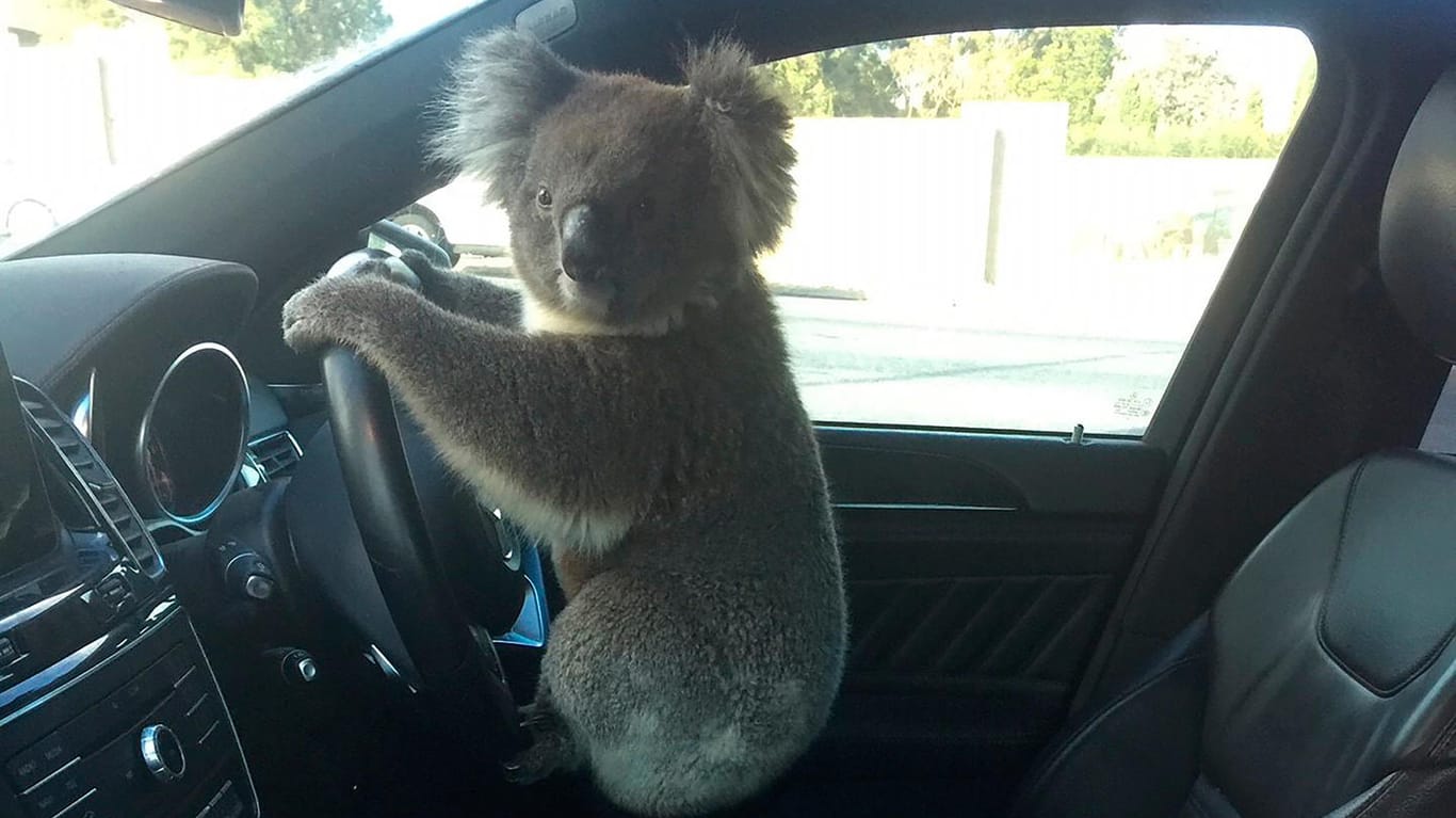 Koala am Steuer: Das Tier hatte zuvor eine Massenkarambolage verursacht.