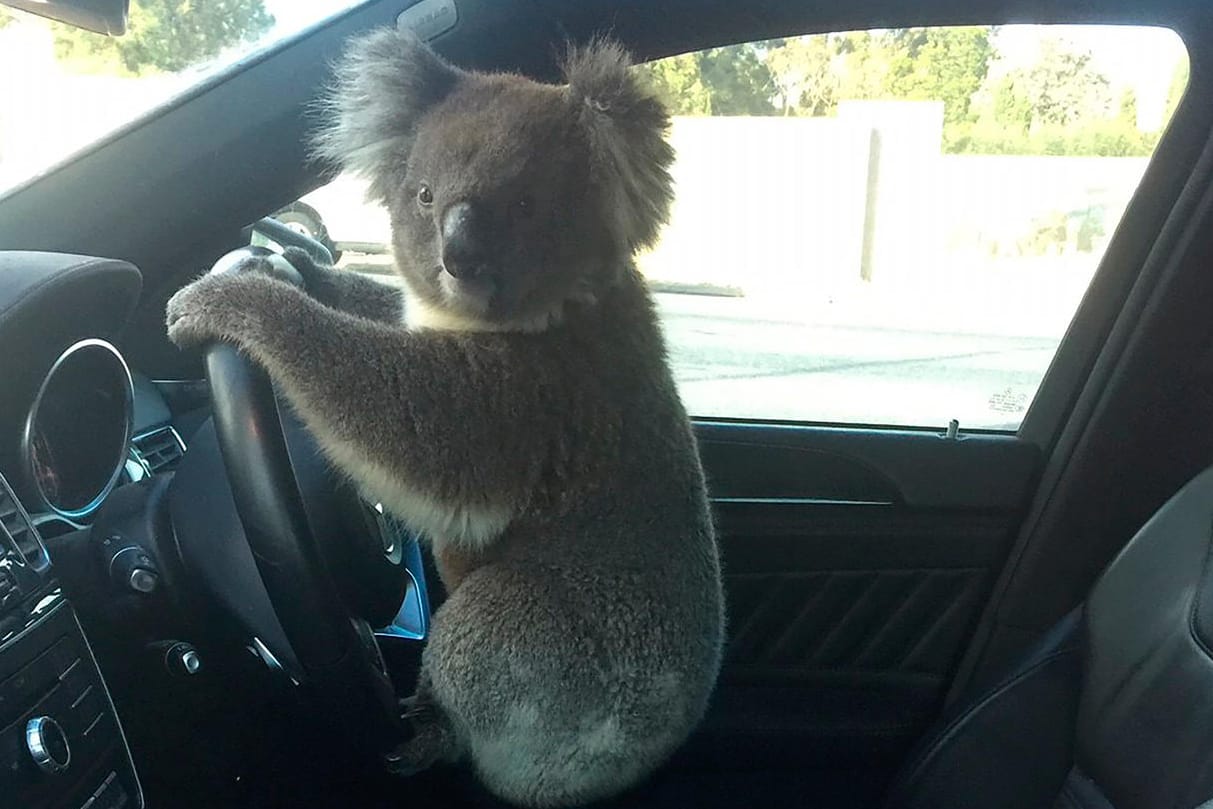 Koala am Steuer: Das Tier hatte zuvor eine Massenkarambolage verursacht.