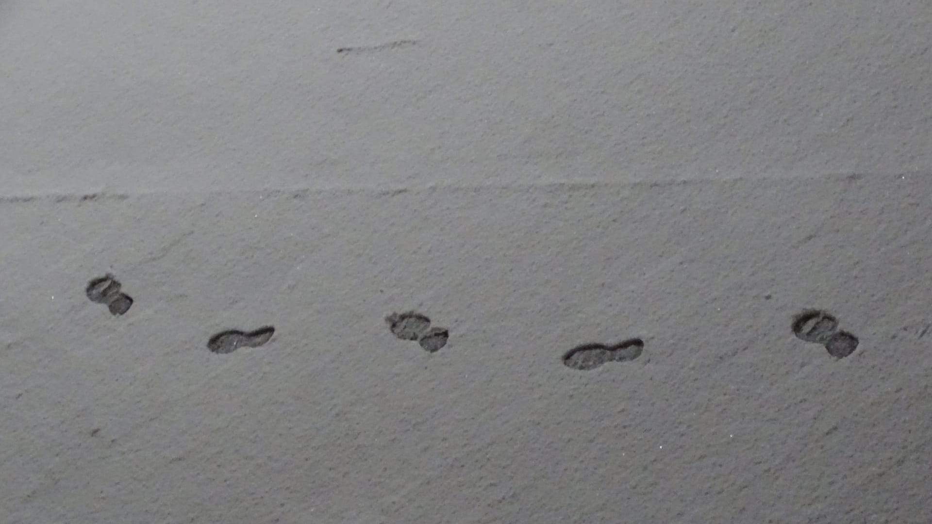 Spuren im Schnee (Symbolbild): Sowohl im Supermarkt, als auch auf der Straßen konnten Polizeibeamte den Spuren des mutmaßlichen Einbrechers verfolgen. Spuren im Schnee (Symbolbild): Sowohl im Supermarkt, als auch auf der Straßen konnten Polizeibeamte den Spuren des mutmaßlichen Einbrechers verfolgen.