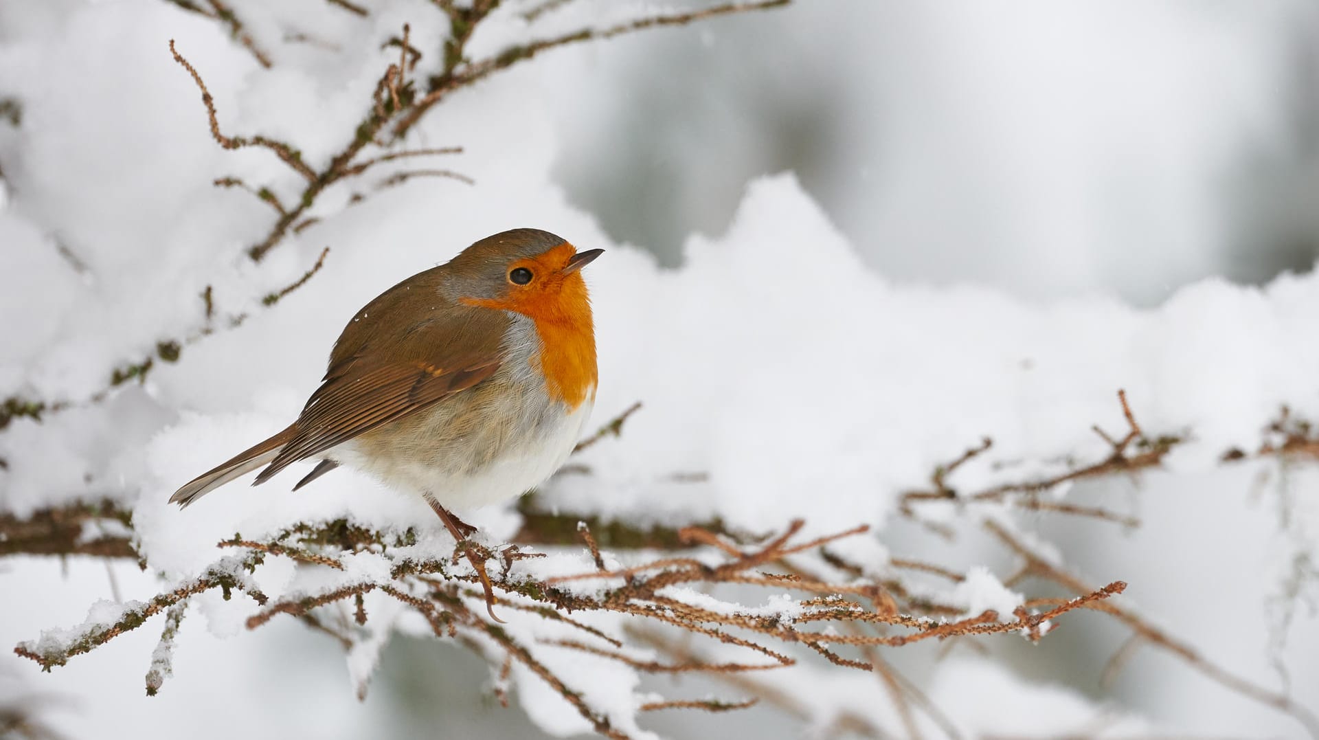 Vogel im Winter: Um ihre Körpertemperatur aufrechtzuerhalten, ziehen Vögel wie das Rotkehlchen beim Sitzen den Kopf ein.