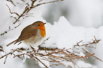 Vogel im Winter: Um ihre Körpertemperatur aufrechtzuerhalten, ziehen Vögel wie das Rotkehlchen beim Sitzen den Kopf ein.