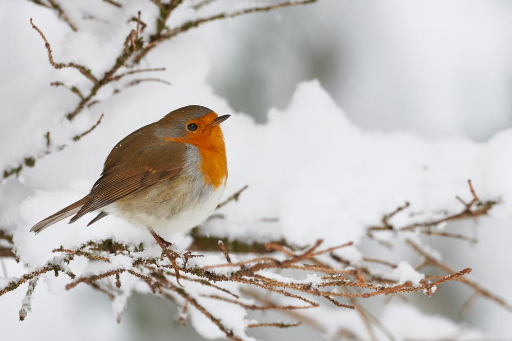 Vogel im Winter: Um ihre Körpertemperatur aufrechtzuerhalten, ziehen Vögel wie das Rotkehlchen beim Sitzen den Kopf ein.