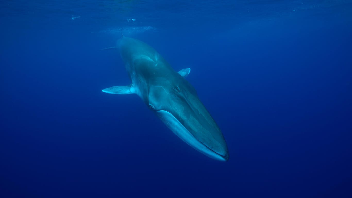 Ein Finnwal (Symbolbild): Ein zehn Meter großer Wal wurde in der Ostsee gesichtet.