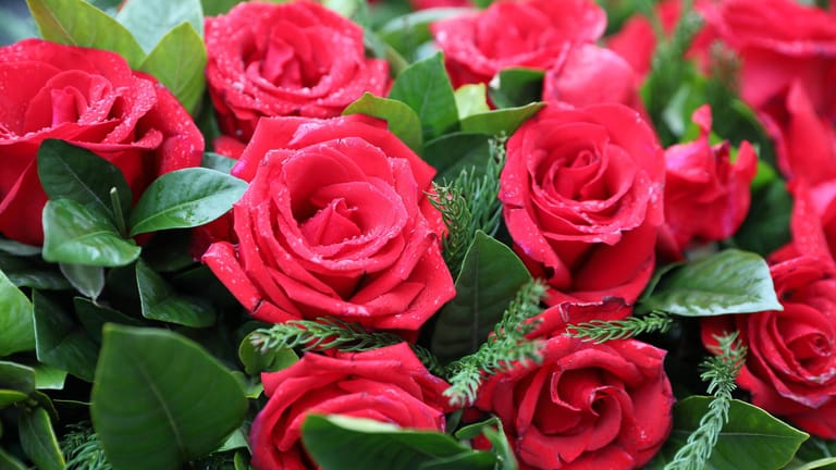 Rote Rosen (Symbolbild): Extra für den Valentinstag dürfen Blumenläden in Bayern öffnen.