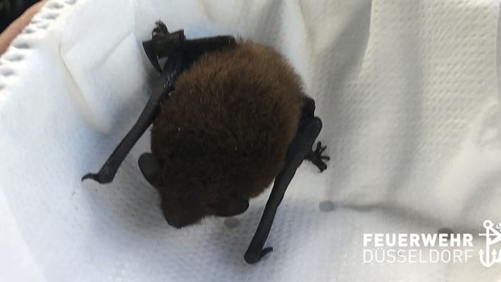 Eine Zwergfledermaus liegt in einer Atemschutzmaske: Das Tier war von der Kälte geschwächt und wurde von der Feuerwehr in Düsseldorf gerettet.