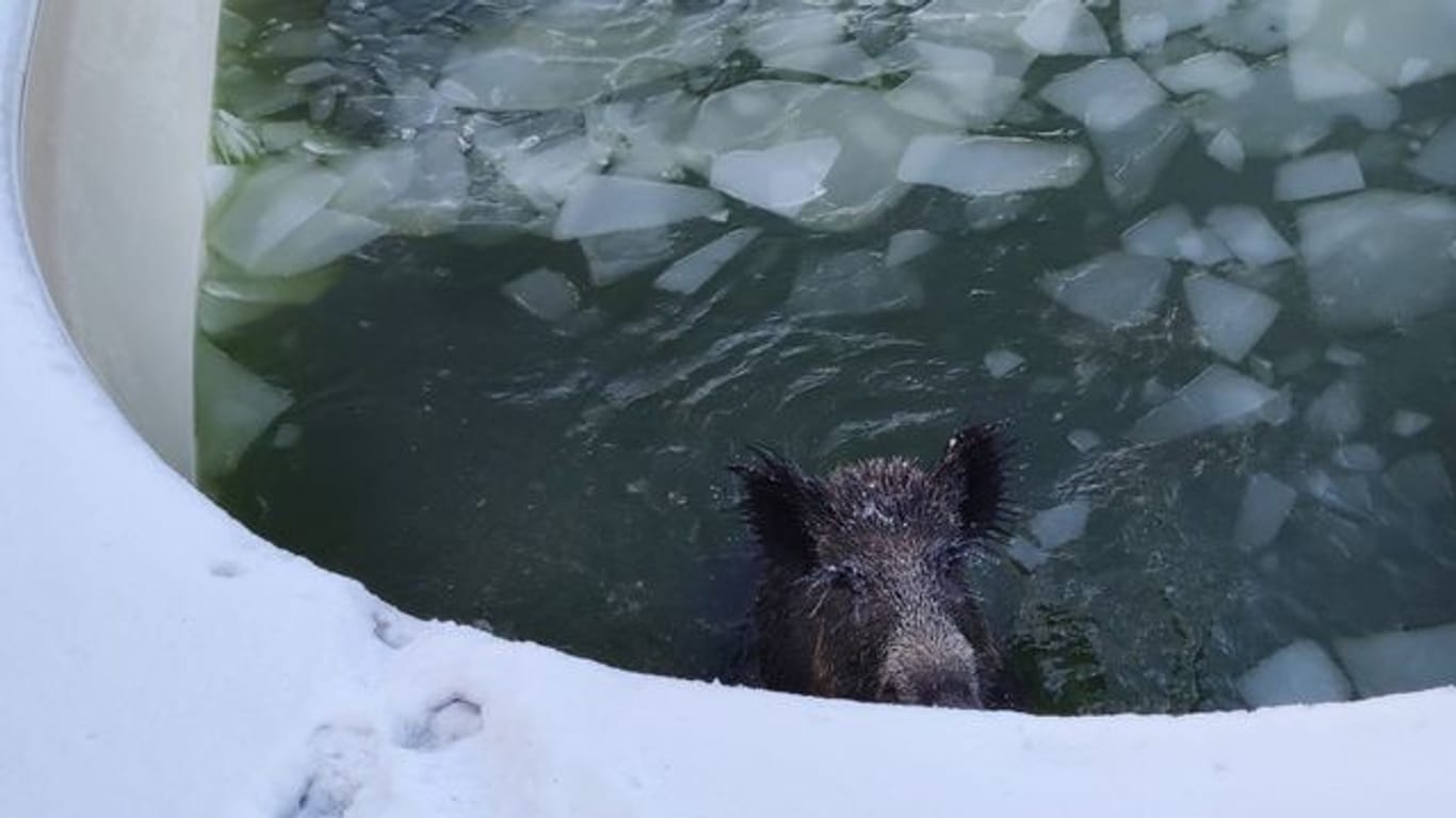 Ein Wildschwein ist in einem Swimmingpool in Neuss gefangen.