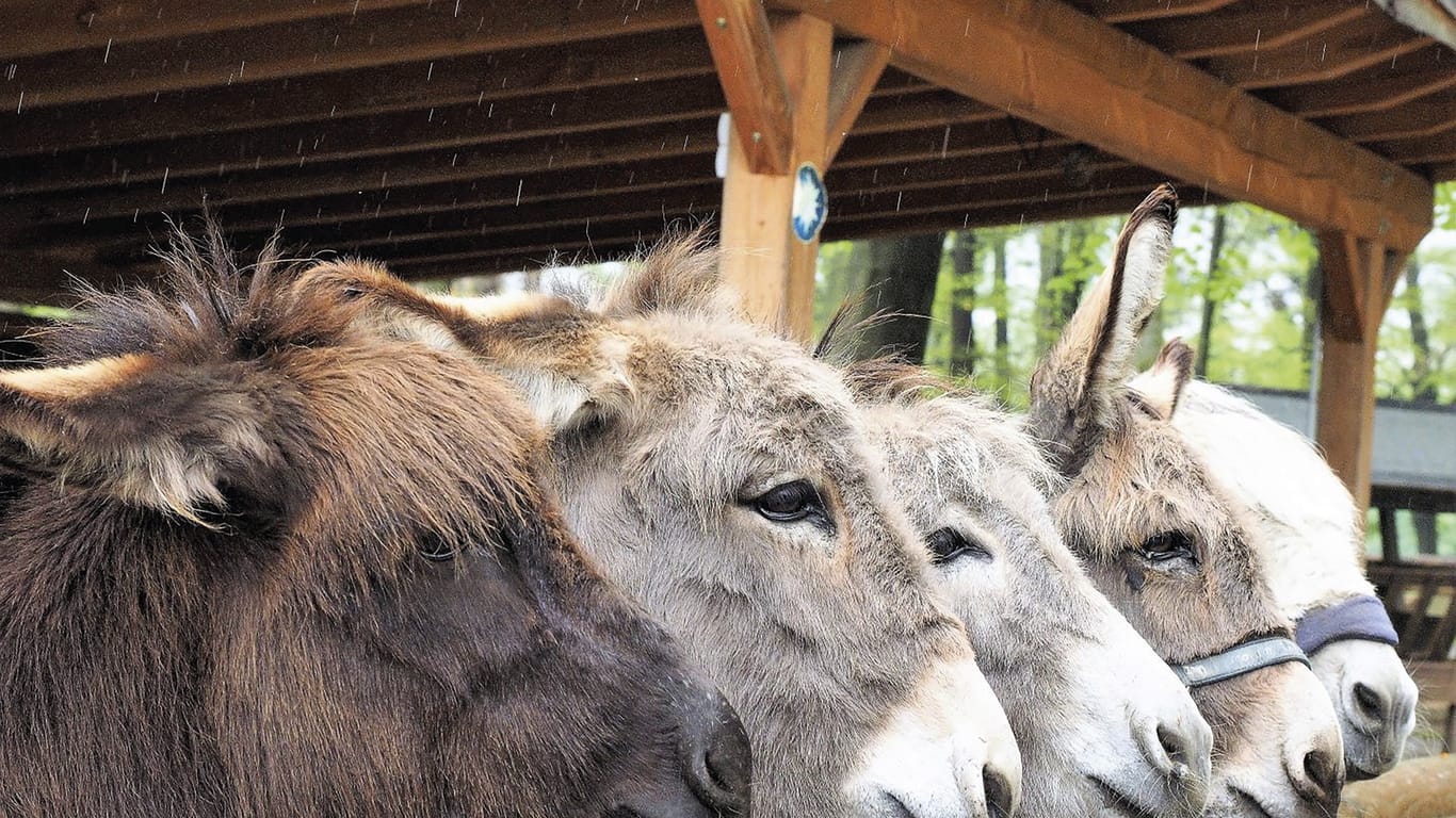 Die Esel des Tierparks schauen aus ihrem Unterstand: Der Lockdown und die ausbleibenden Besucher bedeuteten für die Tiere auch Futterentzug.