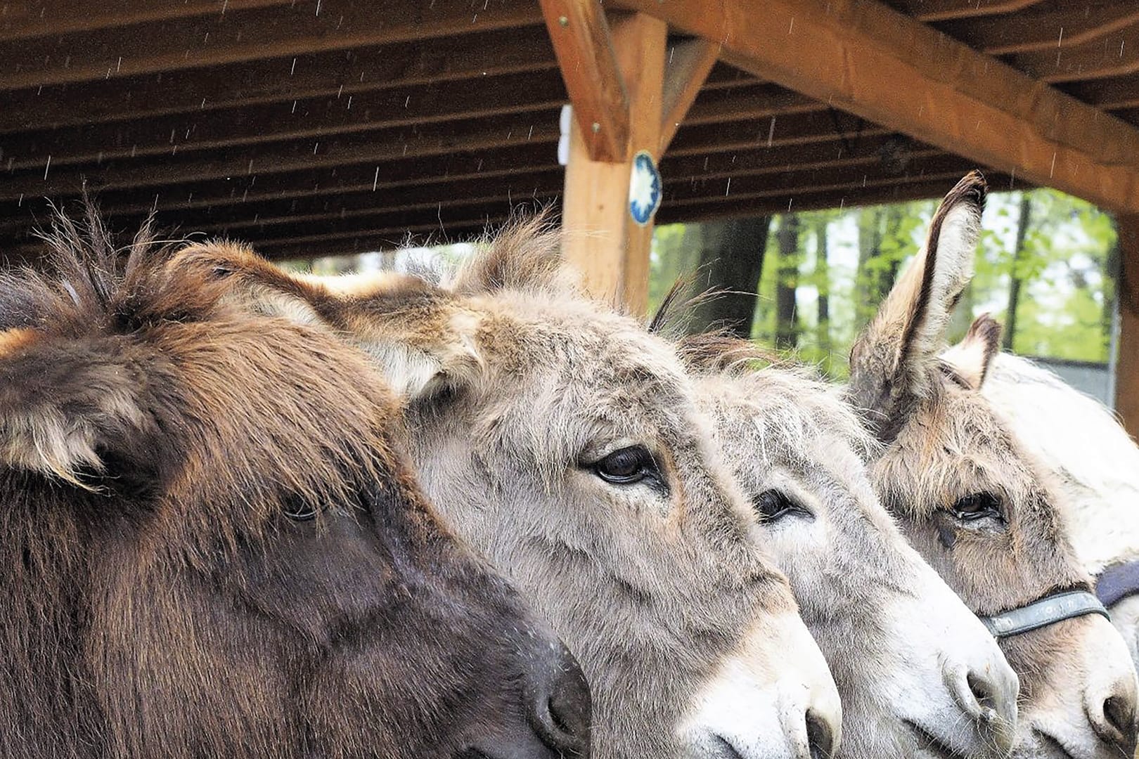 Die Esel des Tierparks schauen aus ihrem Unterstand: Der Lockdown und die ausbleibenden Besucher bedeuteten für die Tiere auch Futterentzug.