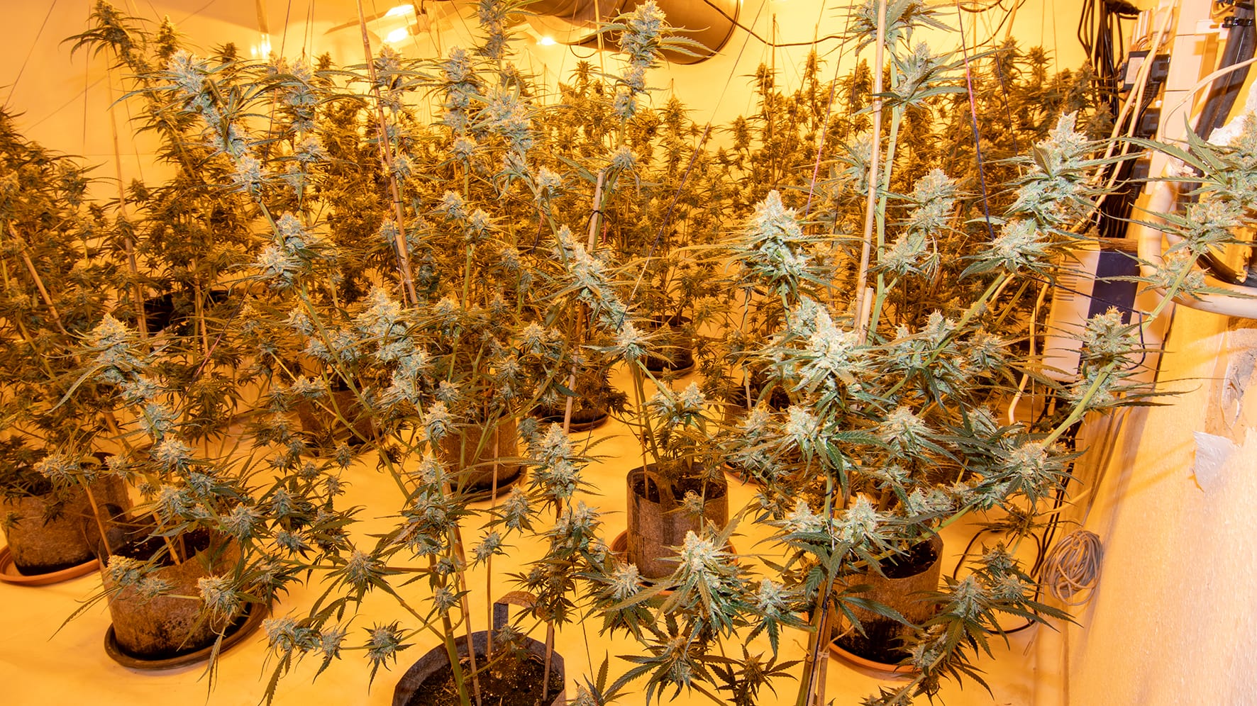 Entdeckte Cannabispflanzen: Polizisten haben ein Haus in Düsseldorf durchsucht. Entdeckte Cannabispflanzen: Polizisten haben ein Haus in Düsseldorf durchsucht.