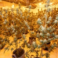 Entdeckte Cannabispflanzen: Polizisten haben ein Haus in Düsseldorf durchsucht.
