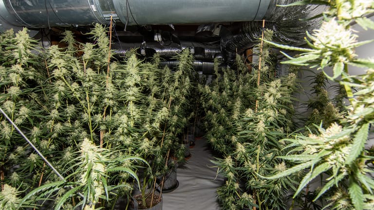 Cannabispflanzen stehen in einem Einfamilienhaus: Die Düsseldorfer Polizei hat einen 22-Jährigen festgenommen.