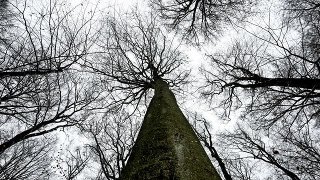 Die Standfestigkeit von Bäumen wird besonders bei Sturm, Starkregen oder unter Schneelast auf die Probe gestellt.