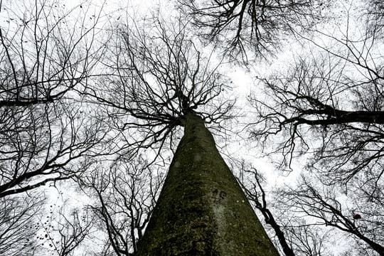 Die Standfestigkeit von Bäumen wird besonders bei Sturm, Starkregen oder unter Schneelast auf die Probe gestellt.